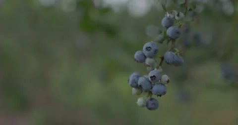 Blueberries Hanging on a Branch Stock Footage 200846689