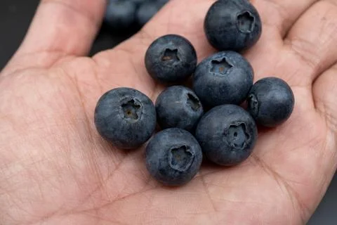 Blueberries held in an open human hand macro shot Stock Photos
