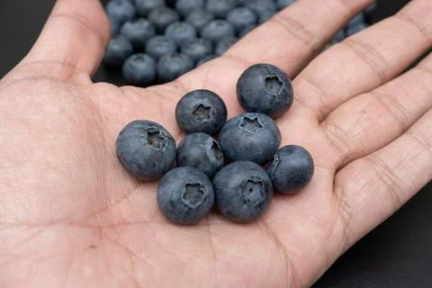 Blueberries held in an open human hand macro shot Stock Photos