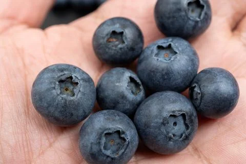 Blueberries held in an open human hand macro shot Stock Photos
