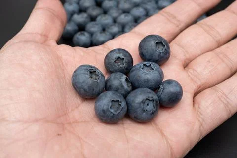 Blueberries held in an open human hand macro shot Stock Photos