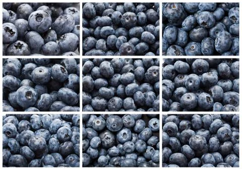 Blueberries Stock Illustration