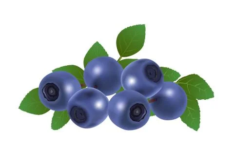 Blueberries Stock Illustration