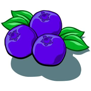 Blueberries Illustrazione stock