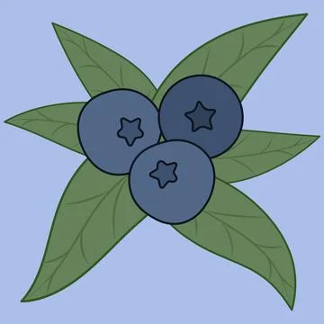 Blueberries Stock Illustration
