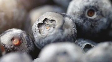 Blueberries macro slow pan Vídeos de archivo 85586269