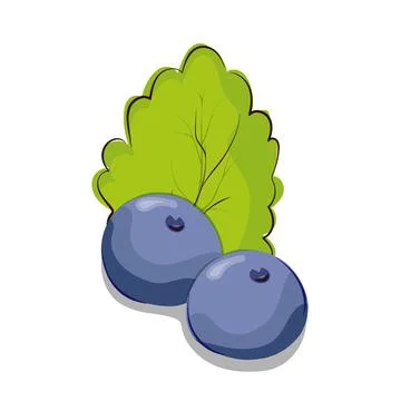 Blueberries or currants with a mint leaf. Vector illustration for thematic de Stock Illustration