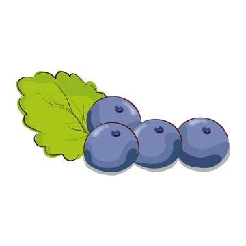 Blueberries or currants with a mint leaf. Vector illustration for thematic de Illustrazione stock