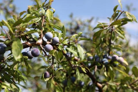 Blueberries Stock Photos