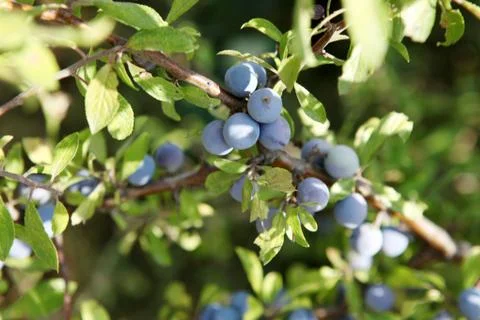 Blueberries Stock Photos