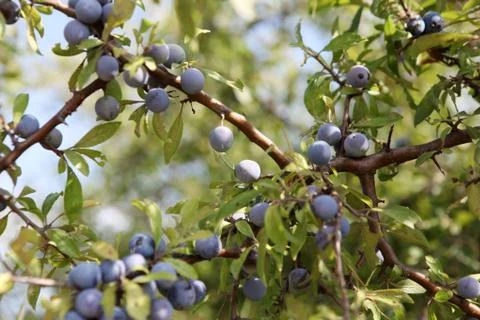 Blueberries Foto stock