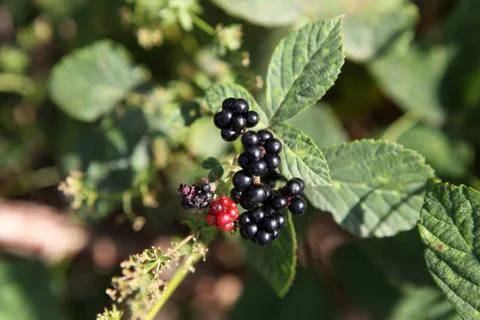 Blueberries Stock-Fotos