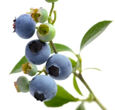 Blueberries Stock Photos