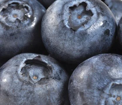 Blueberries 스톡 사진