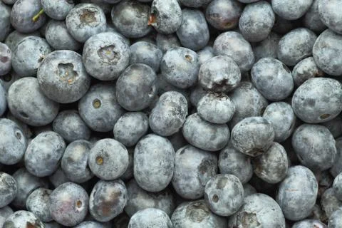 Blueberries Stock Photos