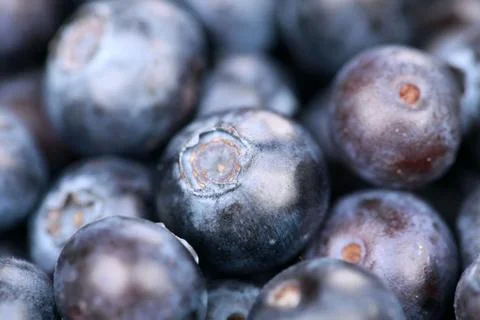 Blueberries Stock Photos