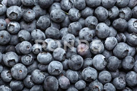 Blueberries Stock Photos