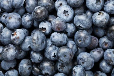 Blueberries Stock Photos