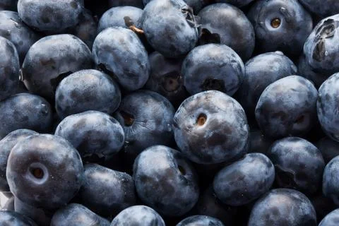Blueberries Stock Photos