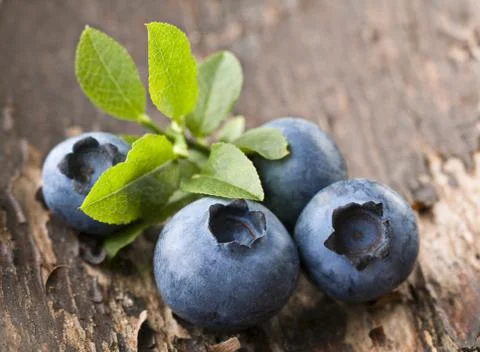 Blueberries Foto stock