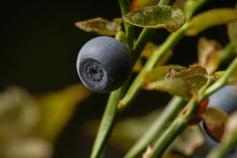 Blueberries Stock Photos