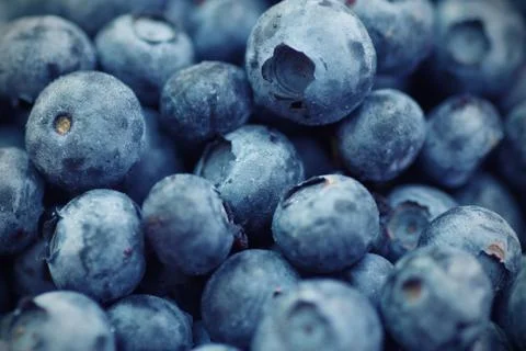 Blueberries Stock Photos