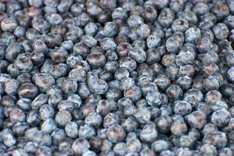Blueberries. Stock Photos
