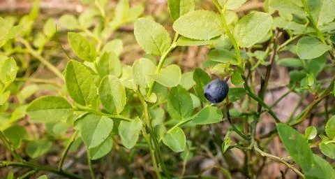 Blueberries Stock Photos