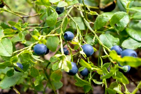 Blueberries Stock Photos
