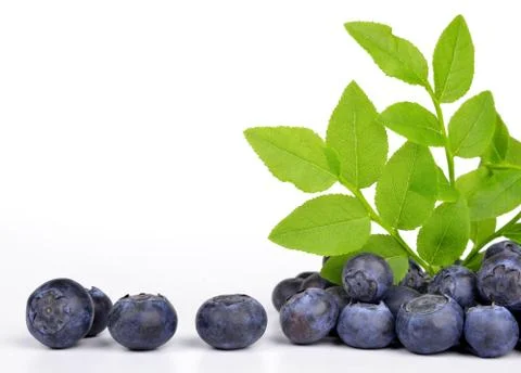 Blueberries  Stock Photos