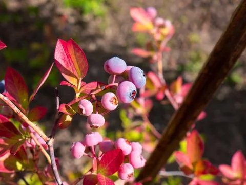 Blueberries. 스톡 사진