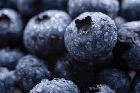 Blueberries Stock Photos