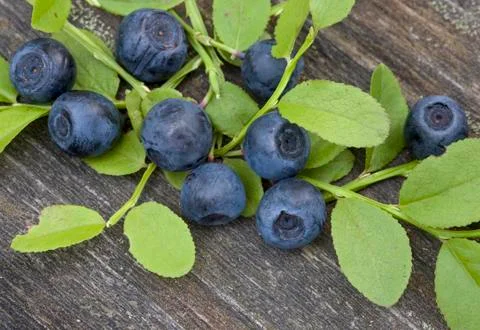 Blueberries Stock Photos