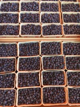 Blueberries Stock Photos