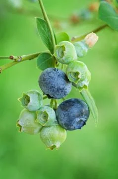 Blueberries Stock Photos
