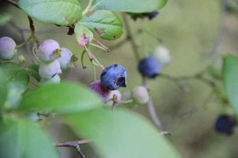 Blueberries Stock Photos