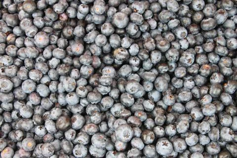 Blueberries Stock Photos