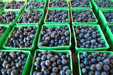 Blueberries Stock Photos