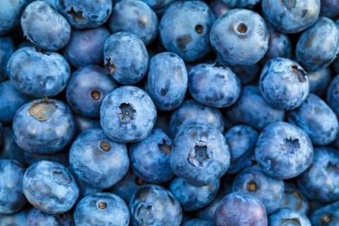 Blueberries Stock Photos
