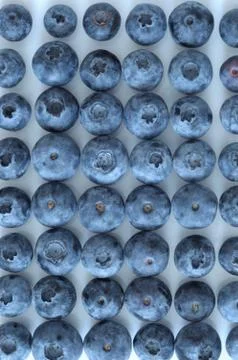 Blueberries Stock Photos