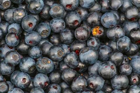 Blueberries Stock Photos