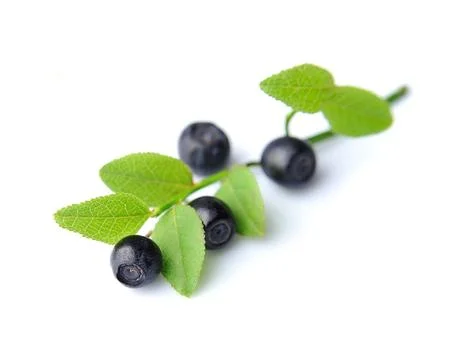 Blueberries Foto stock