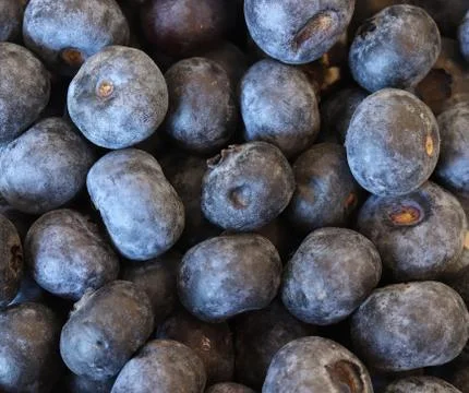 Blueberries Foto stock