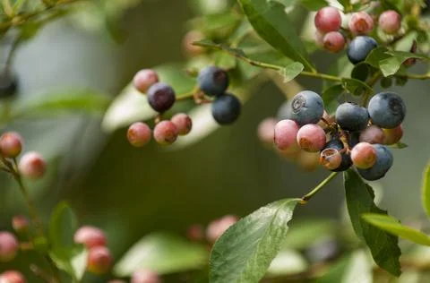 Blueberries Stock Photos
