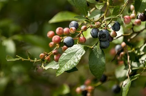 Blueberries Stock Photos