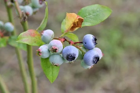 Blueberries Foto stock