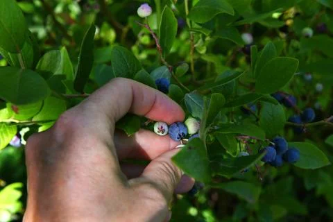 Blueberries Foto stock