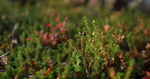 Blueberries picking up closeup Stock Footage 188563073