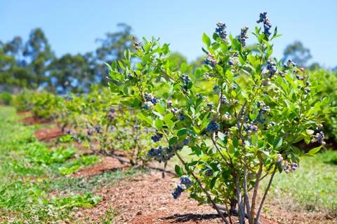 Blueberries planted in the row Stock Photos