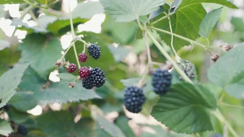 Blueberries ripe on the branches in the garden. 스톡 동영상 160042525